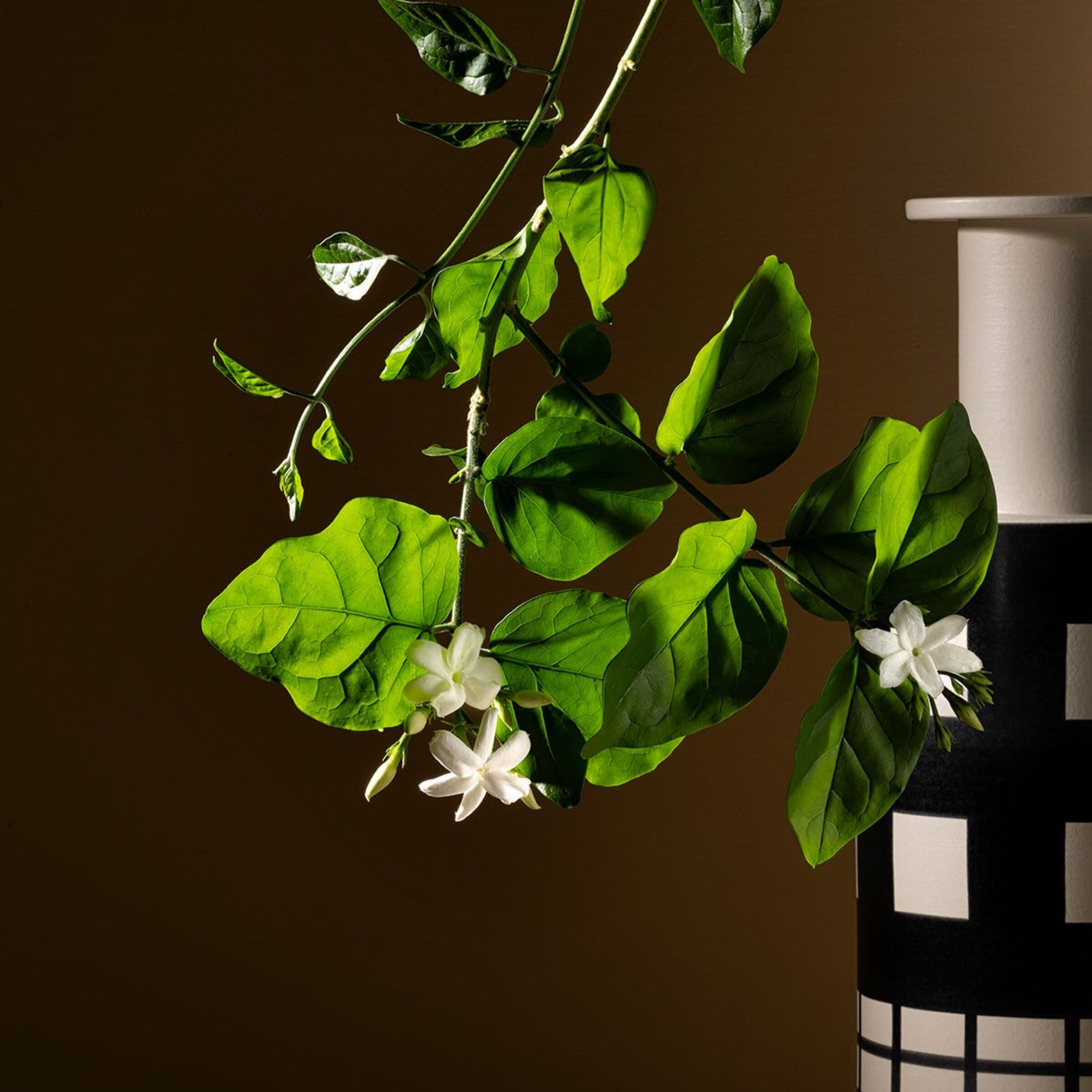 Gelsomino A Freddo Ambrosia Extrait De Parfum - Signatures Of The